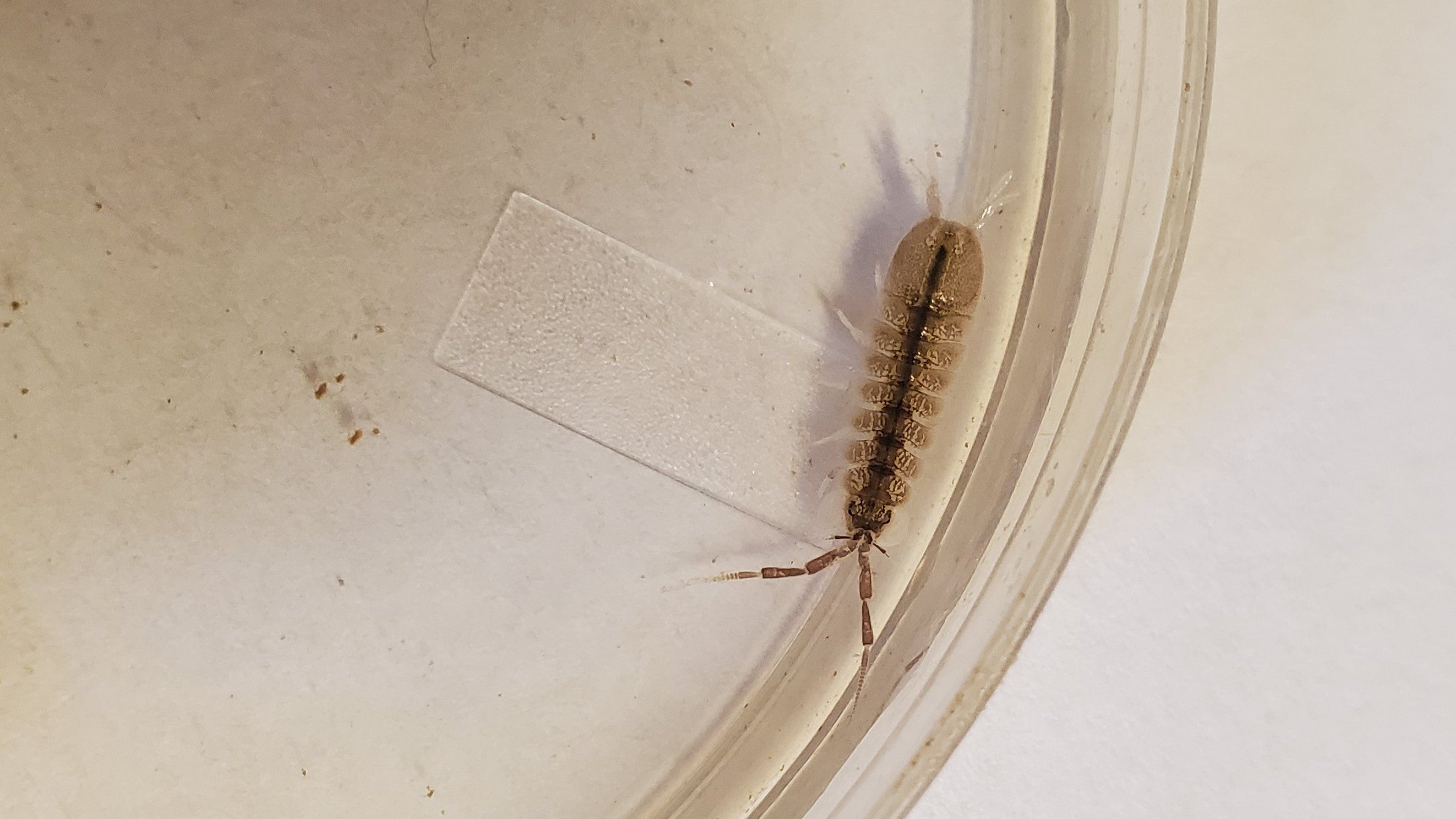 Aquatic sowbug on a white background 
